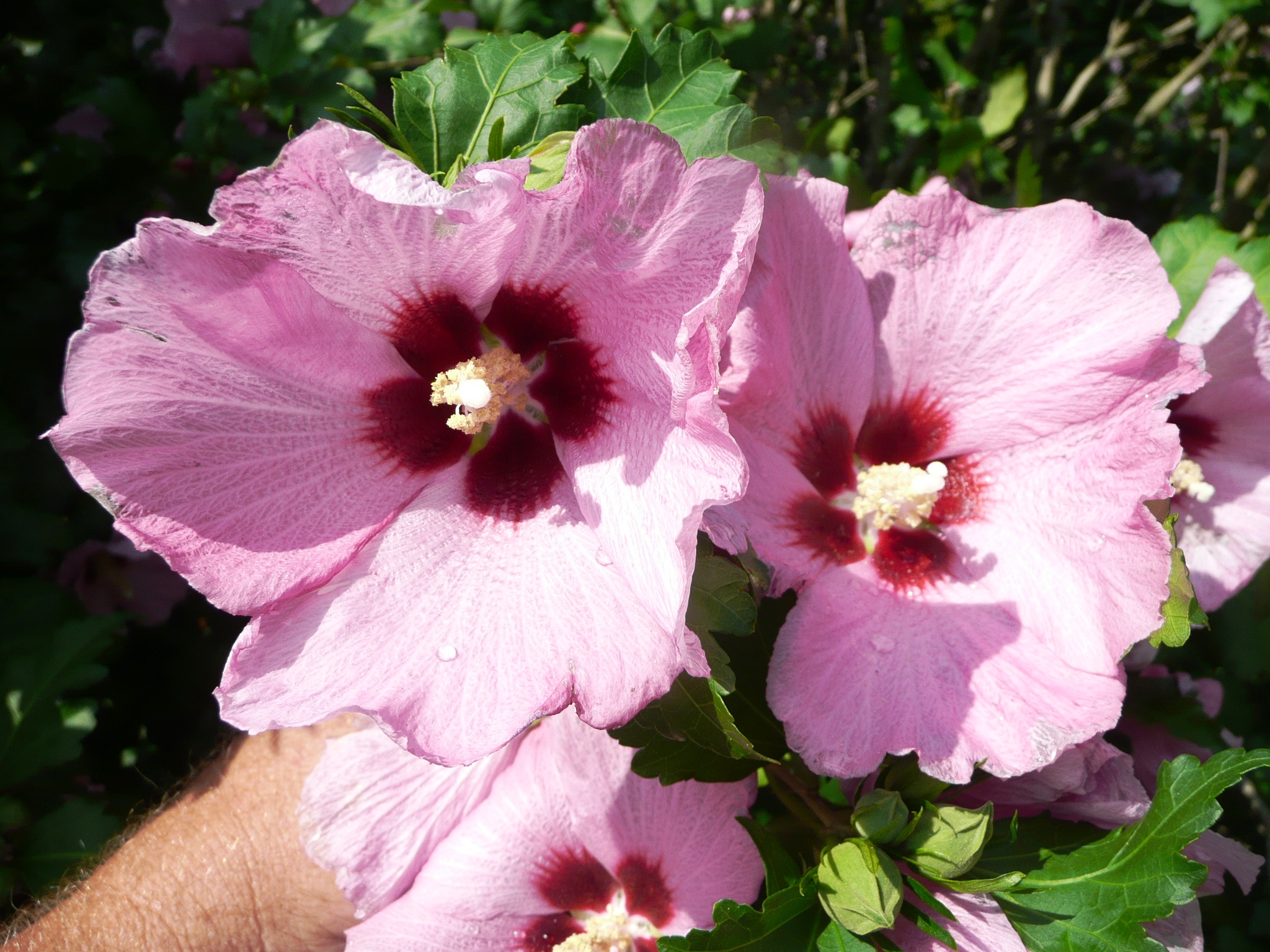 Aphrodite Althaea is a Louisiana Super Plant and a member of the hibiscus family. 